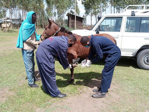A SPANA Ethiopia farrier examines a horse's foot for external injury during a mobile clinic
