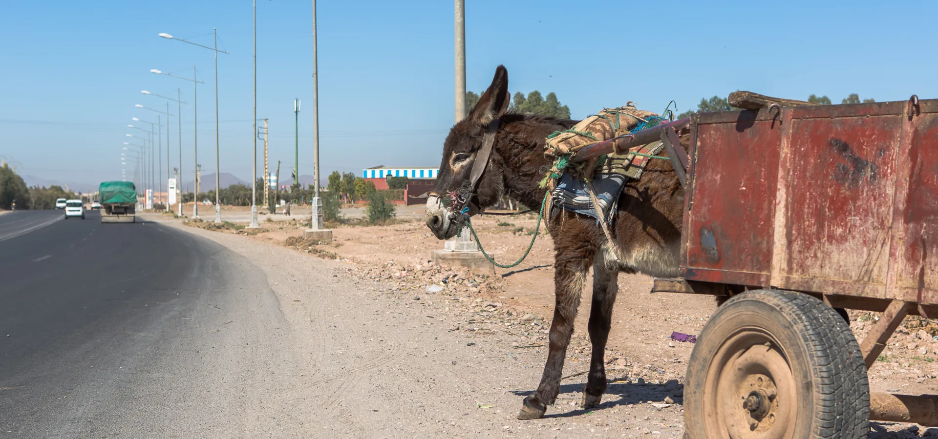 Working donkey carrying cart on road