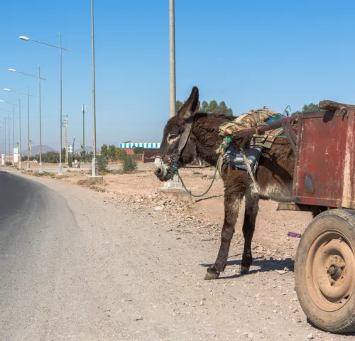 Working donkey carrying cart on road
