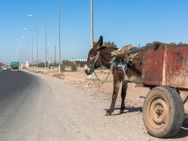 A lady stands in front of three camels in the Sahara Desert as she participates in a trek to raise funds for SPANA.