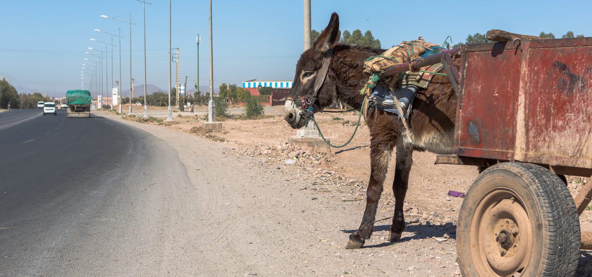 Working donkey carrying cart on road
