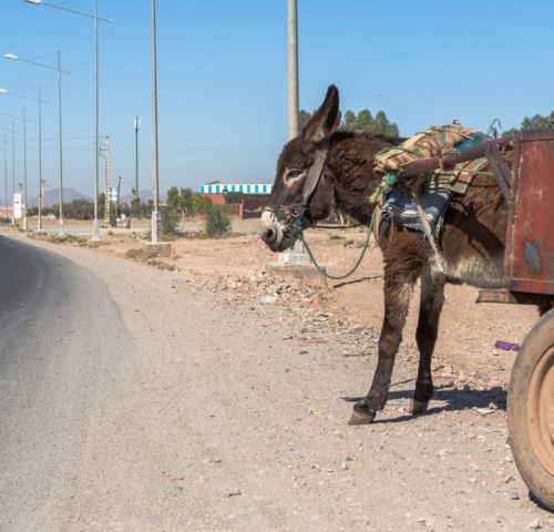 Working donkey carrying cart on road