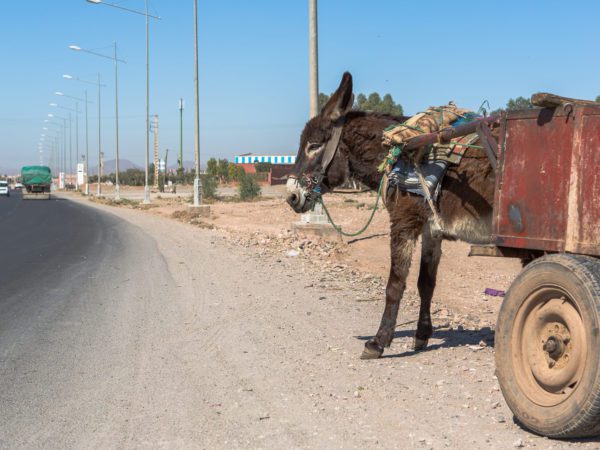 Working donkeys pulling cart in Africa
