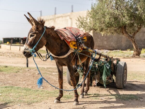Working donkeys pulling cart in Africa