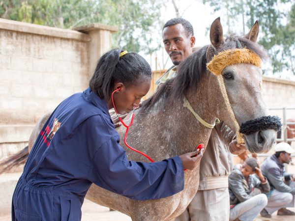 A SPANA Ethiopia vet listens to a horse's breathing