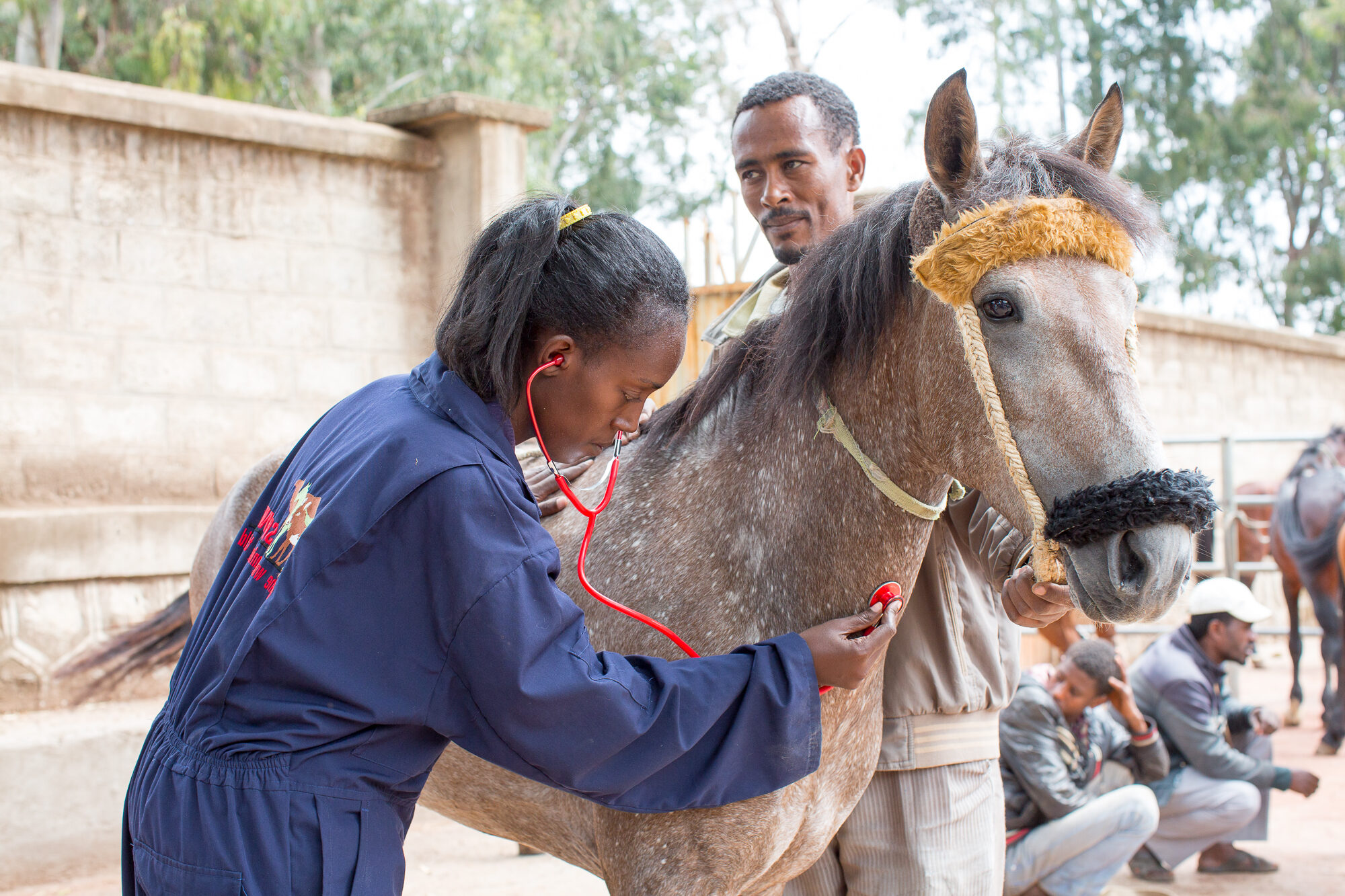 Day in the life: Dr Hanna Zewdu, Ethiopia | SPANA