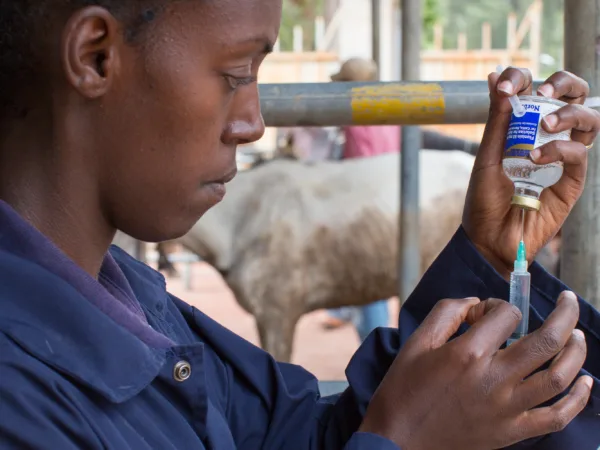 A SPANA Ethiopia vet prepares an injection