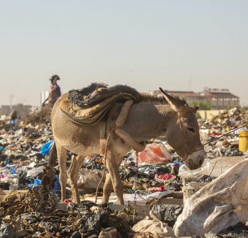 Rubbish dump donkey