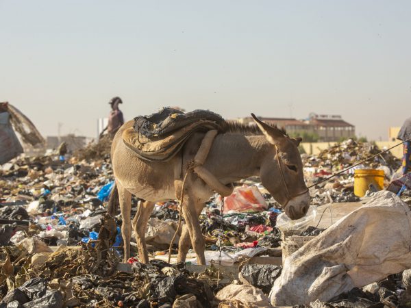 Rubbish dump donkey