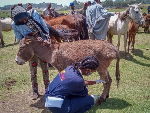 A SPANA Ethiopia vet treats a donkey for lameness during a mobile clinic