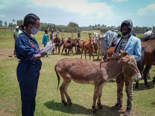 A SPANA Ethiopia vet treats a donkey for lameness during a mobile clinic