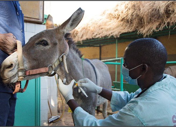 Salomon the donkey being treated for tetanus