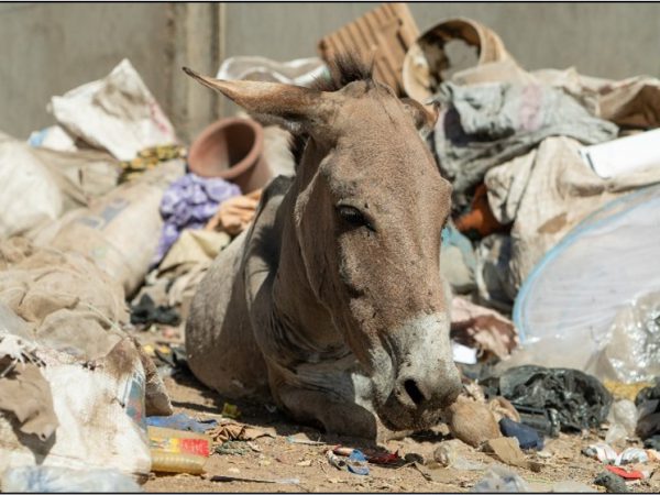 Donkey in Mali rubbish dump