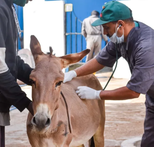 Donkey being examined by vet