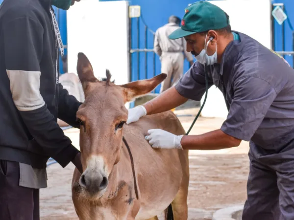 Donkey being examined by vet