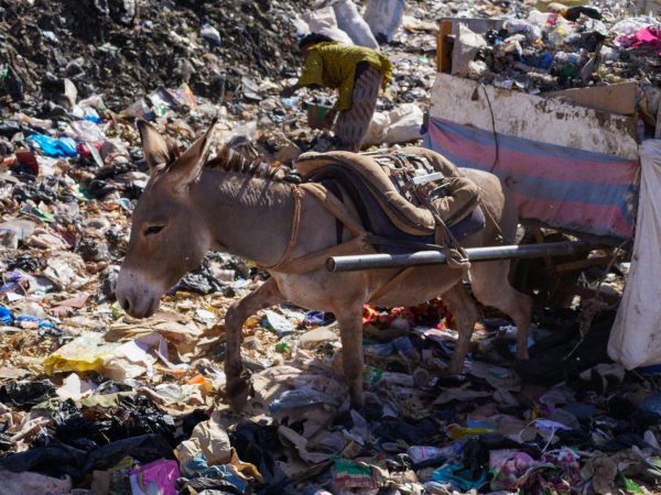 Rubbish dump donkey Mali
