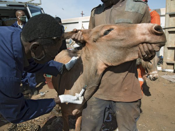 Fleur the donkey receiving tetanus vaccine