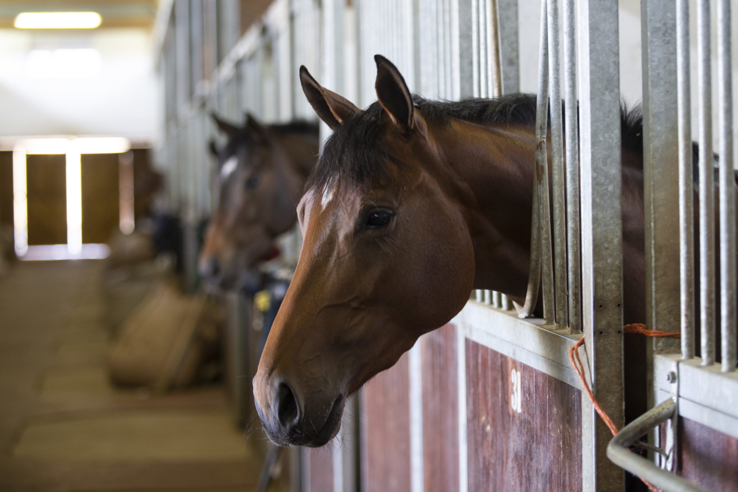 How to Look After Horses: The Basics | SPANA