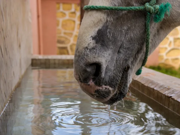 Mouth of a horse drinking fresh water from a brick trough