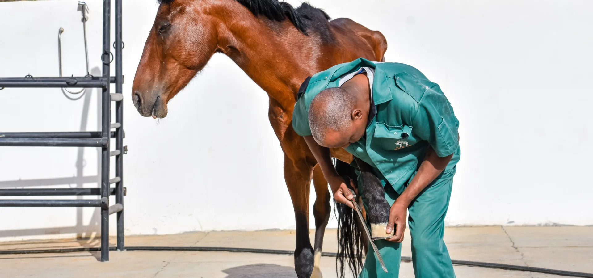 A SPANA vet trims the hoof of a horse suffering with lameness.