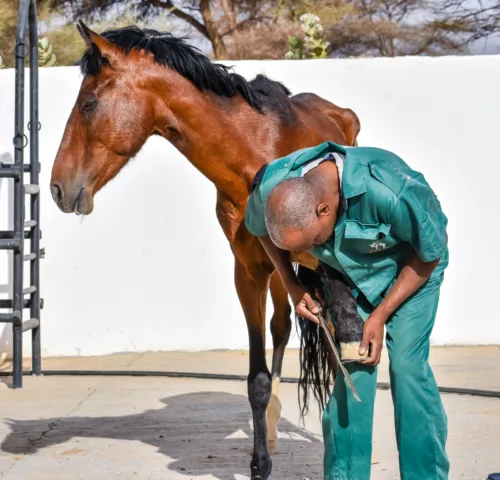 A SPANA vet trims the hoof of a horse suffering with lameness.