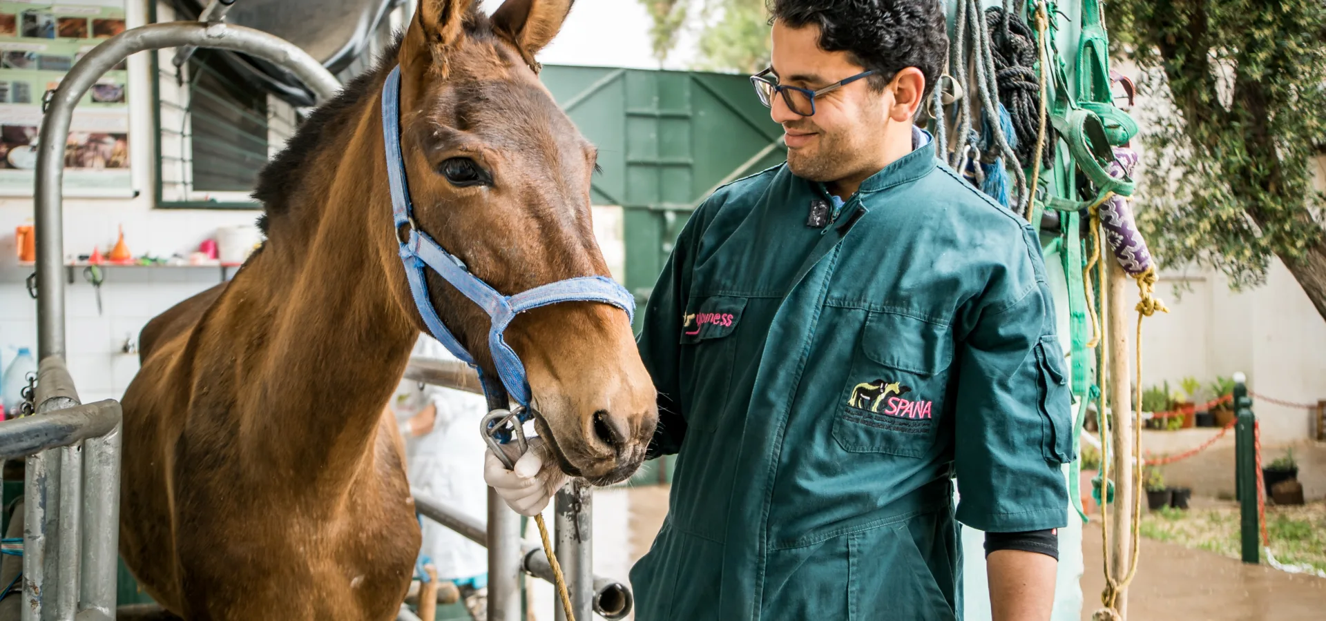 SPANA vet treating a horse in Morocco