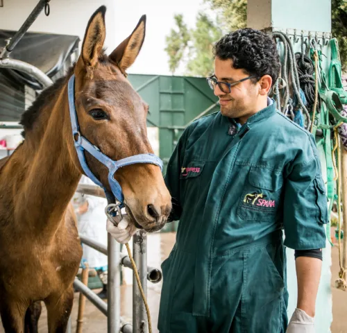 SPANA vet treating a horse in Morocco