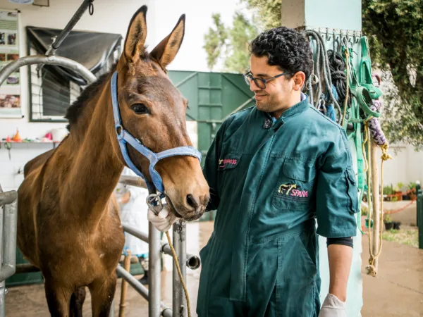 SPANA vet treating a horse in Morocco