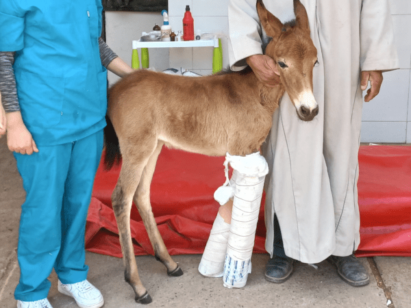 Young foal with both front legs bandaged up