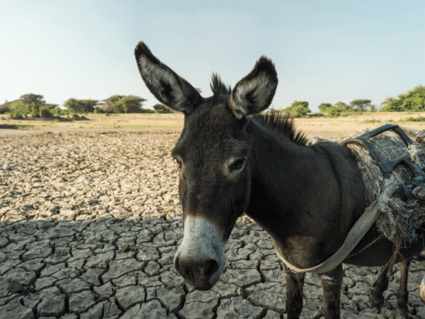 Working donkey in Shashamane, Ethiopia affected by drought