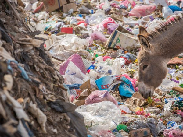 Face of a donkey surrounded by plastic trash