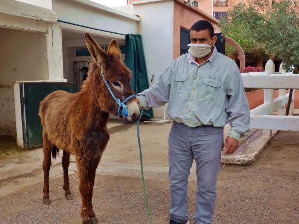 A man wearing a white face mask and denim jacket and jeans standing with a brown foal.