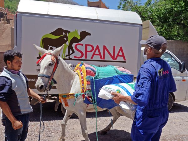 White horse wearing a bright colourful harness with blankets on its back standing in front of a SPANA veterinary van. There are two men, one a SPANA vet carrying a heavy bag