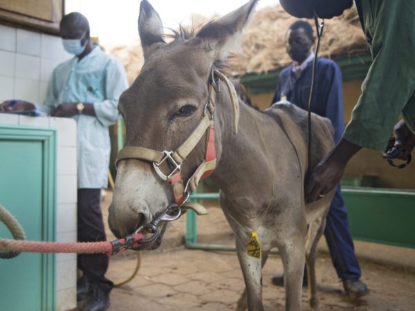SPANA vet examining a donkeys stomach