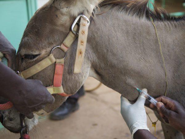 Person holding a donkey's face while a SPANA vet administers an injection in its neck