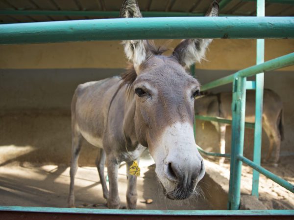 Donkey standing in a green stable with another donkey in the stable next to it in the background