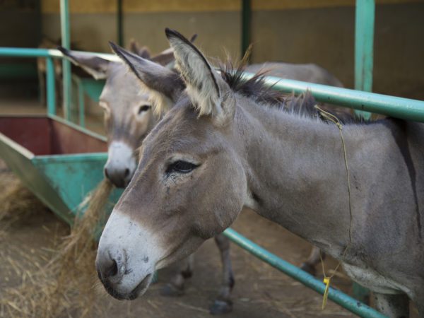 Two happy donkeys poking their faces out of a green stable with one of them eating hay