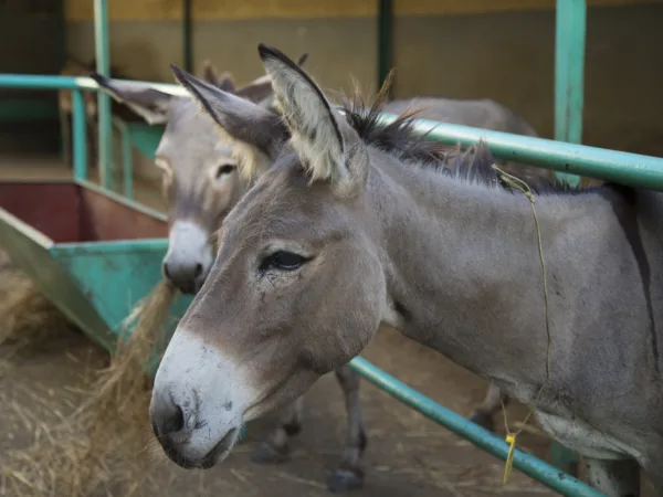 Two happy donkeys poking their faces out of a green stable with one of them eating hay