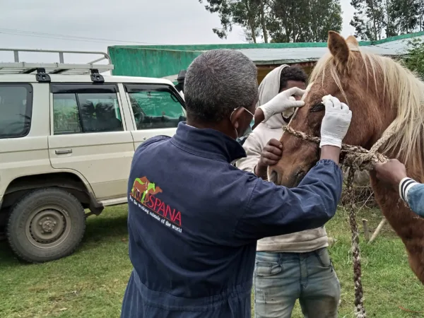 SPANA vet cleaning horse's infected eye
