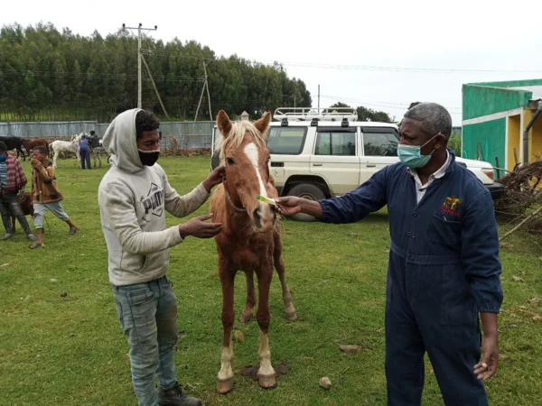 SPANA vet supplying horse owner with ointment for infected eye