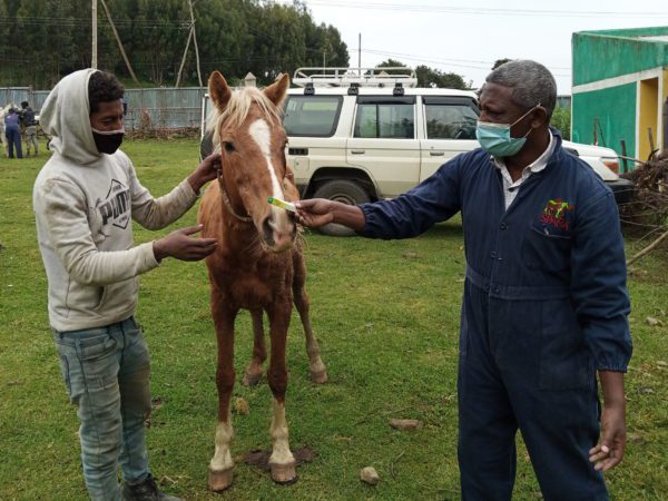 SPANA vet supplying horse owner with ointment for infected eye