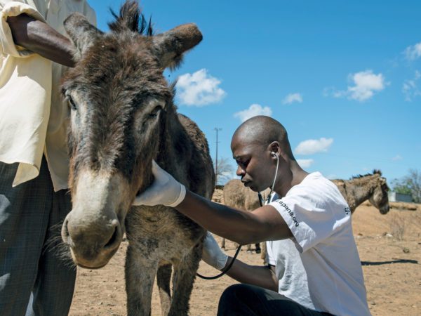 SPANA vet treating a donkey in Zimbabwe, documenting working animals and mobile vet clinics in Manicaland Province