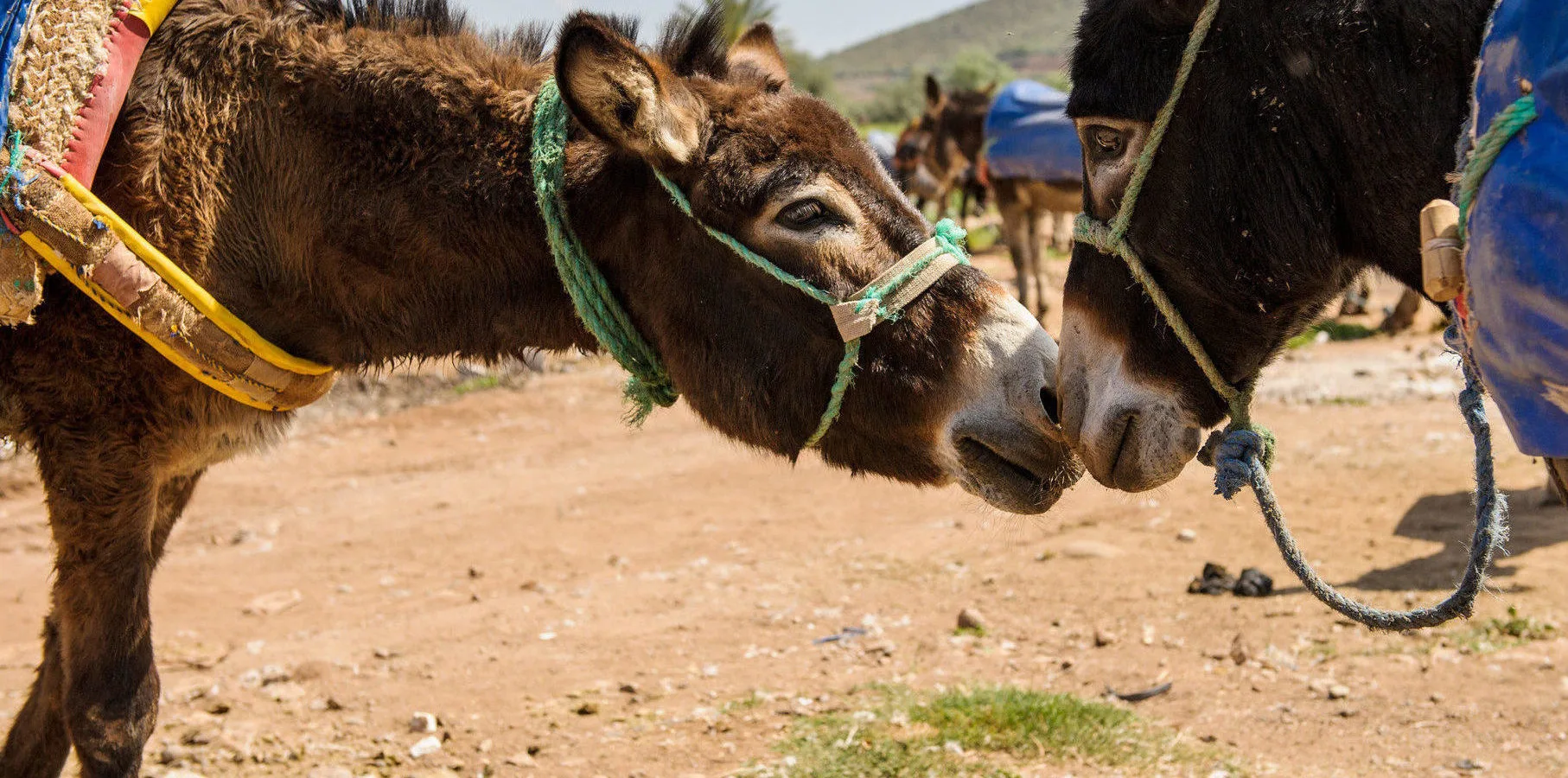 Two working horses snuggling in Morocco