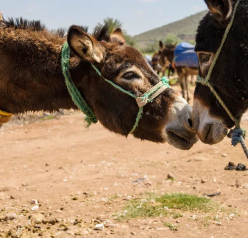 Two working horses snuggling in Morocco