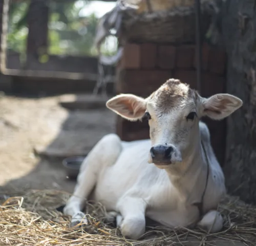 White calf sits down in hay outside