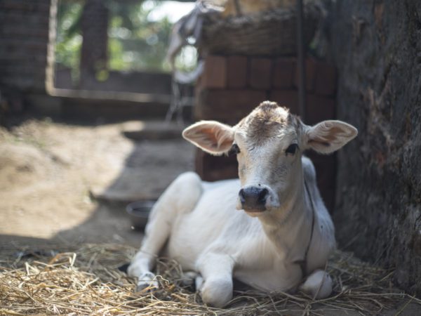 White calf sits down in hay outside