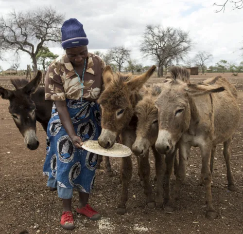A lady dressed in a blouse, skirt and hat holds out a large plate of donkey food for four donkeys