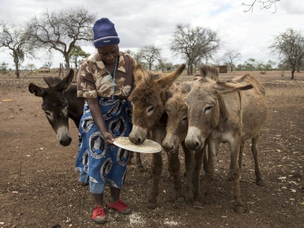 A lady dressed in a blouse, skirt and hat holds out a large plate of donkey food for four donkeys
