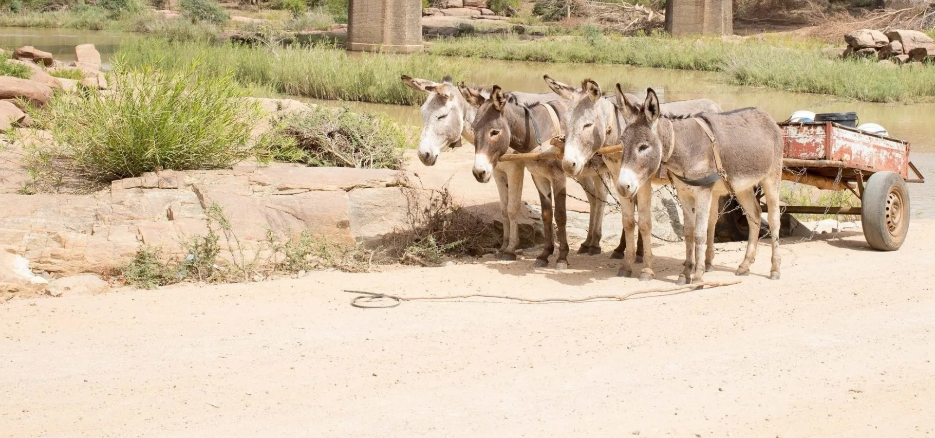 Working donkeys pulling cart in Africa