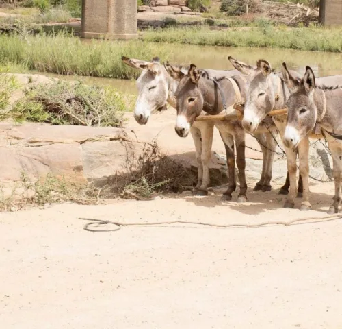 Working donkeys pulling cart in Africa